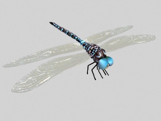 Dragonfly 3d model
